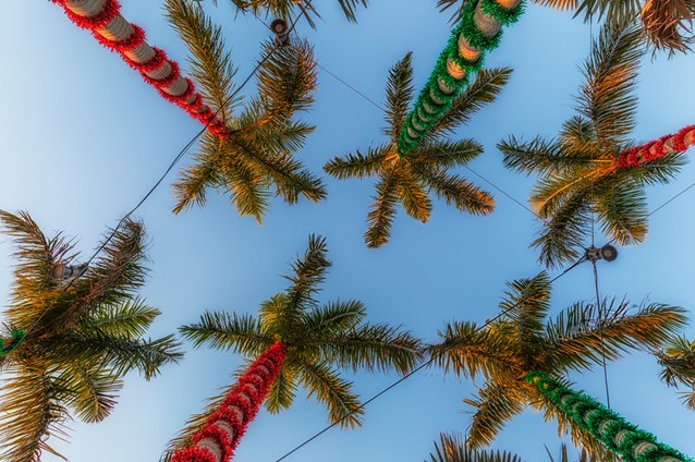 palm trees blue sky