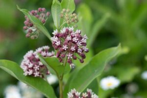 milkweed