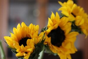 beach sunflower