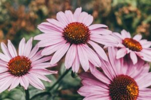 purple coneflower